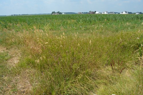 Property photo 23 - 51.5 Acres Offered in 5 tracts, 2 Farm Sites